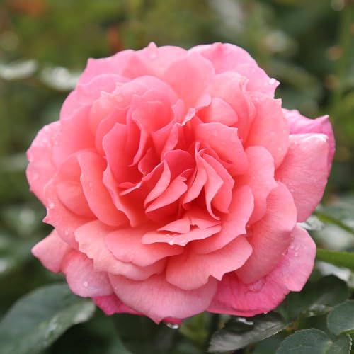One Gallon Pink Climbing Rose Bush N733