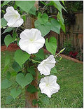 White Moonflower Vine Seeds T46431
