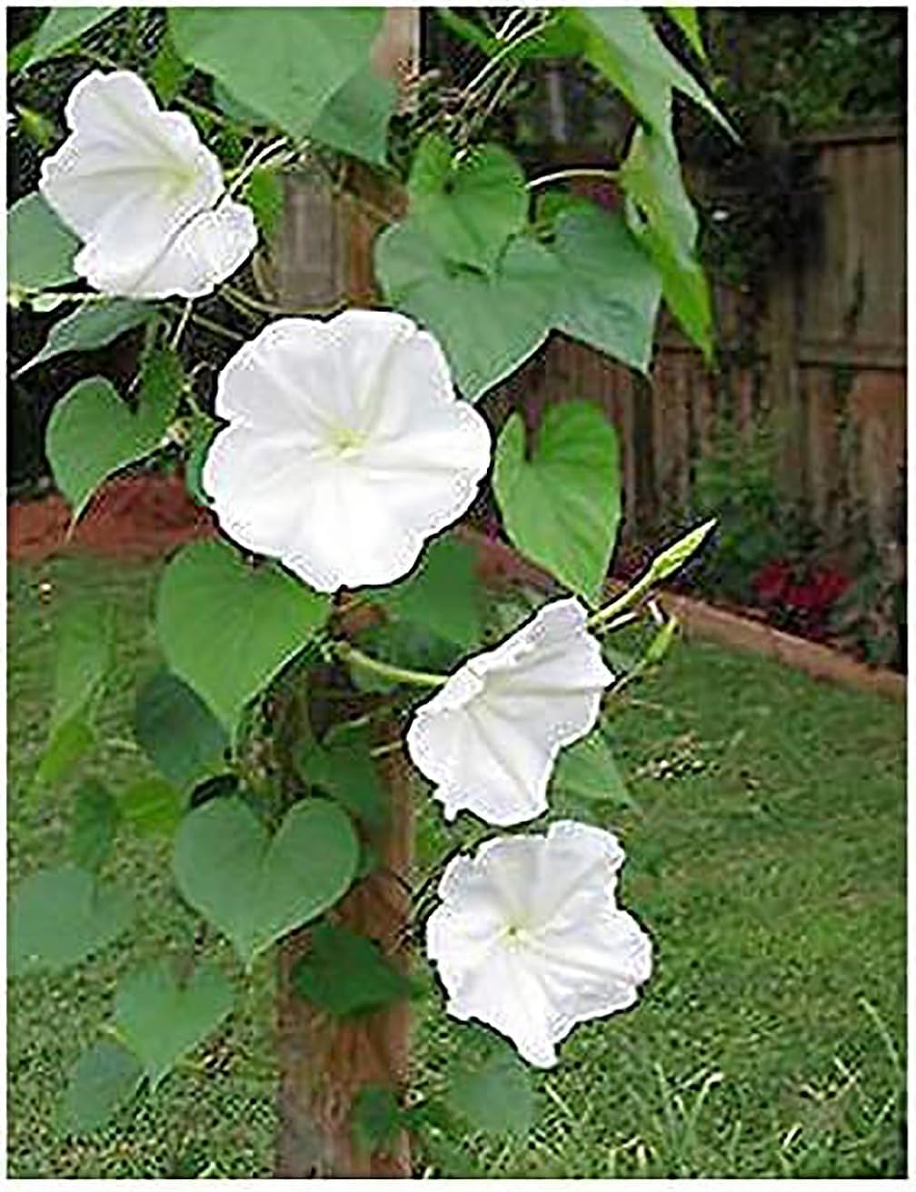 White Moonflower Vine Seeds T46431
