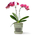5" Ceramic Orchid Planter with Attached Saucer B92411