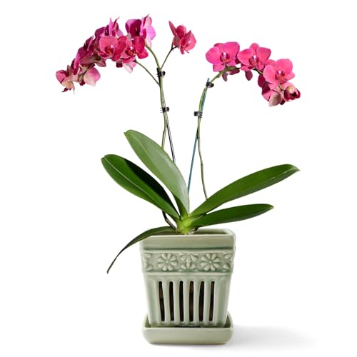 5" Ceramic Orchid Planter with Attached Saucer B92411