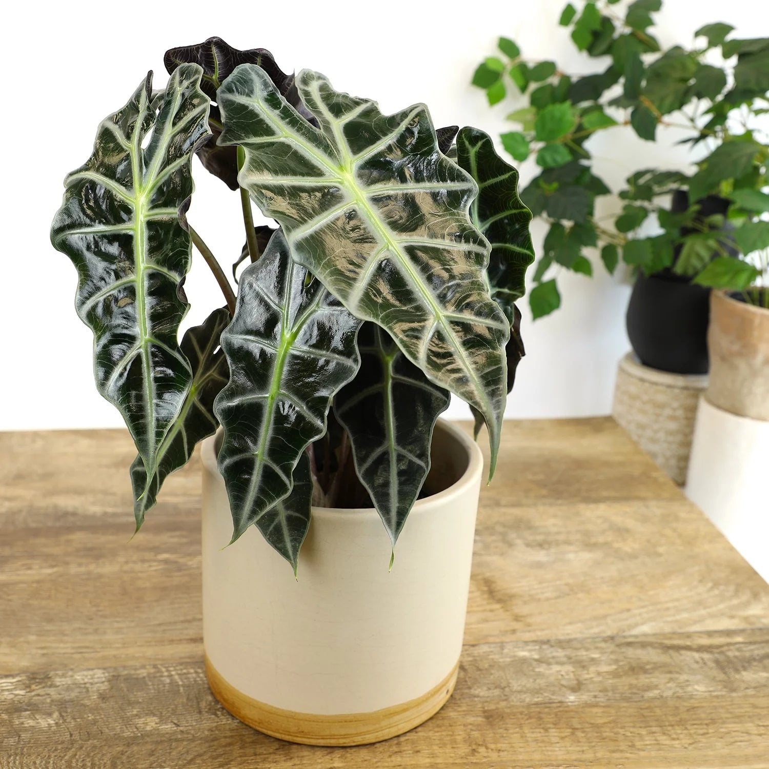 6" Alocasia Amazonica Polly Elephant Ear Plant L9128