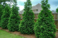 2.5" Pots Thuja Green Giant Arborvitae Trees H335