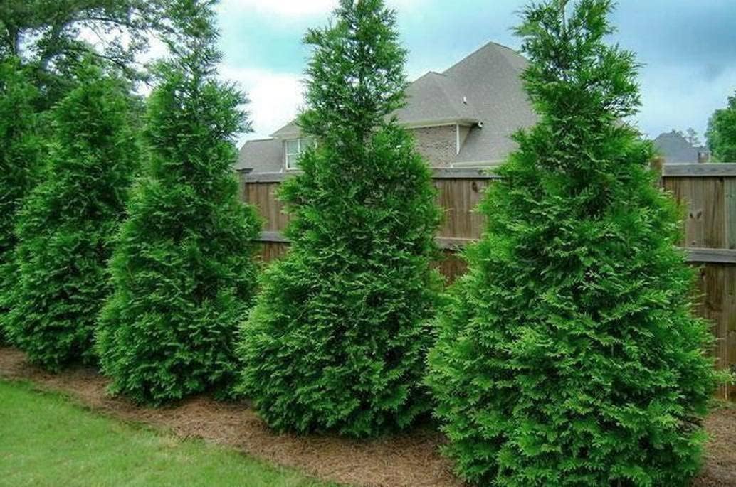 2.5" Pots Thuja Green Giant Arborvitae Trees H335