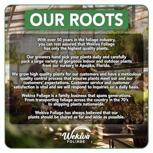 Live Starter Plant in a 2 Inch Pot - Edible Fruit Bearing Tree B3400