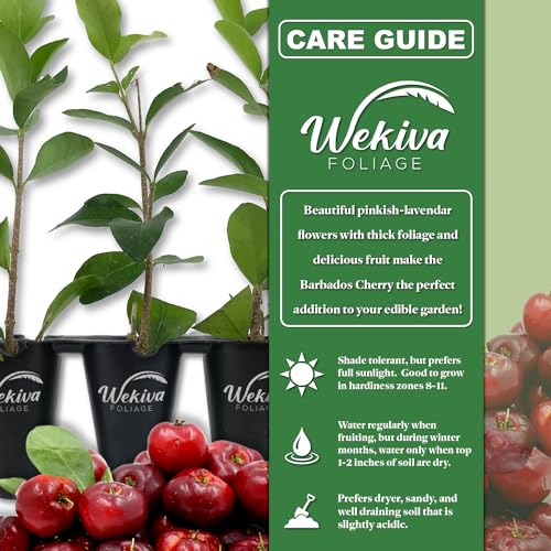 Live Starter Plant in a 2 Inch Pot - Edible Fruit Bearing Tree B3400