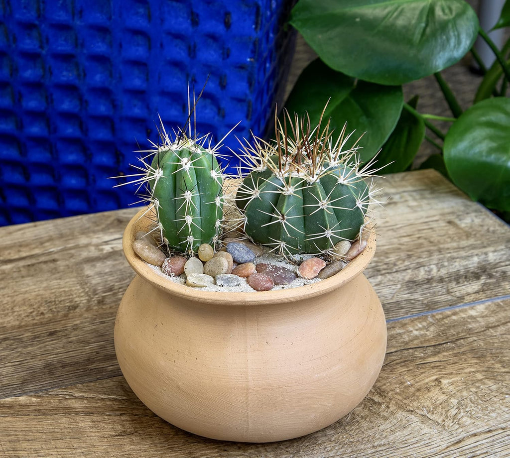 Assorted Cactus Plants Live Cactus Decor (4PK) C34809