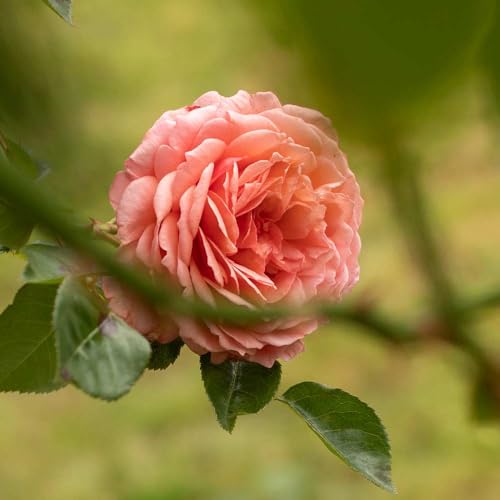 One Gallon Pink Climbing Rose Bush N733