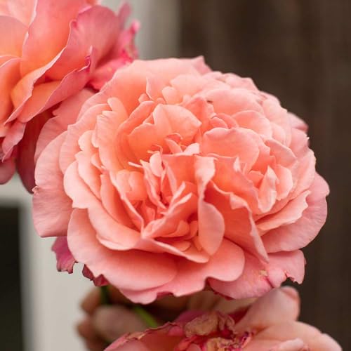 One Gallon Pink Climbing Rose Bush N733