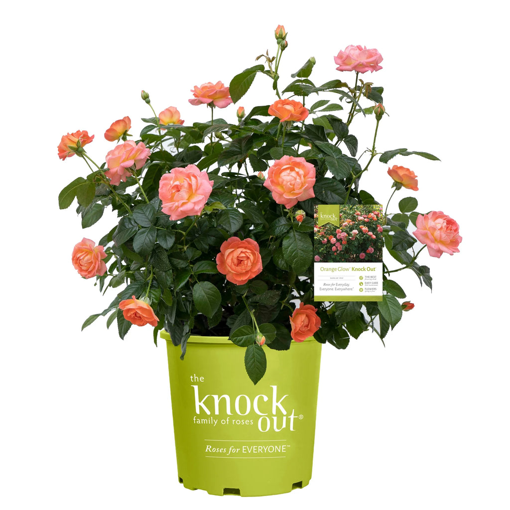 Orange Flowers Live Shrub (1 Gallon) J178