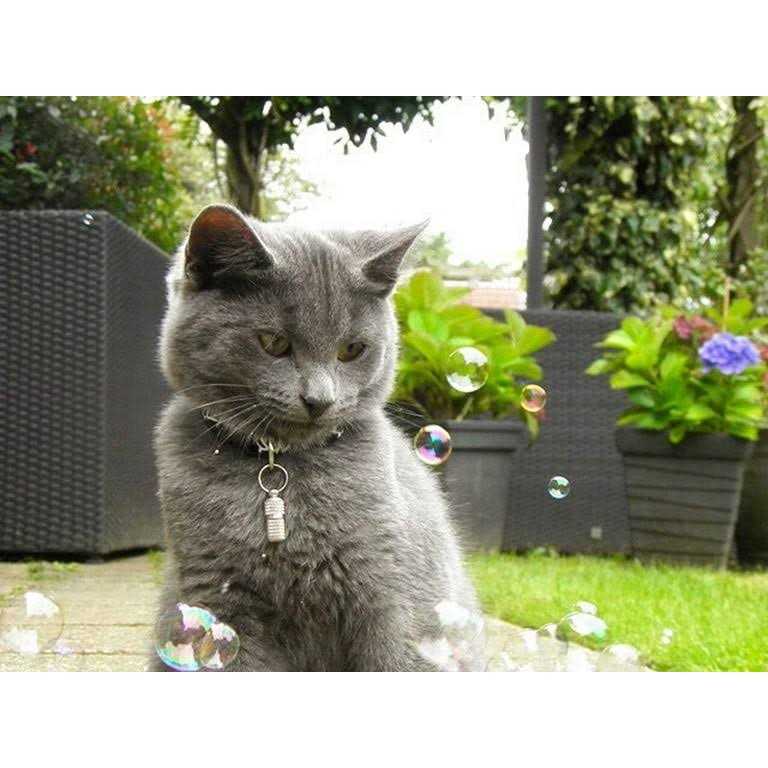 Cat Incredibubbles Z9309